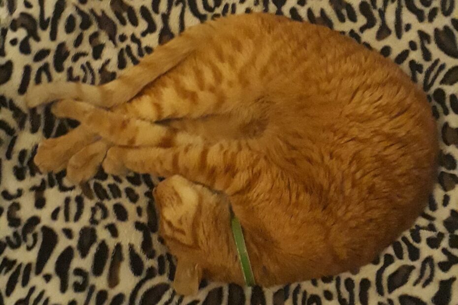 A large ginger cat sitting loaf style on the top platform of a scratching post