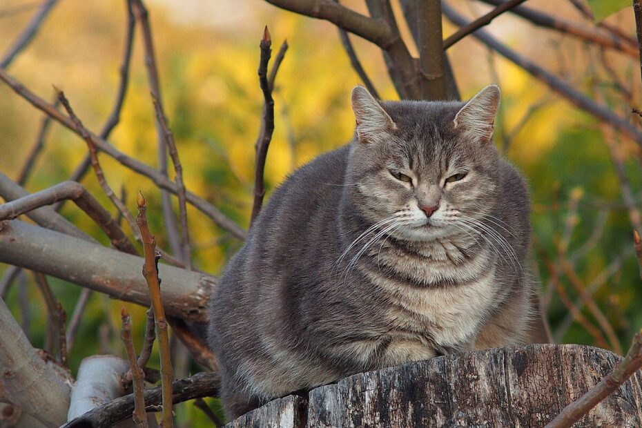 A cat doing a deep stretch with its front paws extended and rear in the air