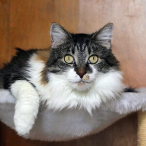 Photo of a cat for Scratching Post, Competition Grade, Slightly Shredded