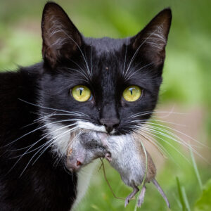 Photo of a cat for Mouse Shaped Dumbbells, 2 Gram Set
