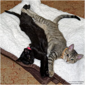 Photo of a cat for Scratching Post, Competition Grade, Slightly Shredded