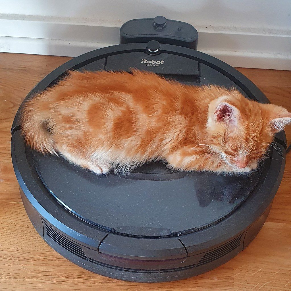 A cat at CrossFurr Indoor Fitness