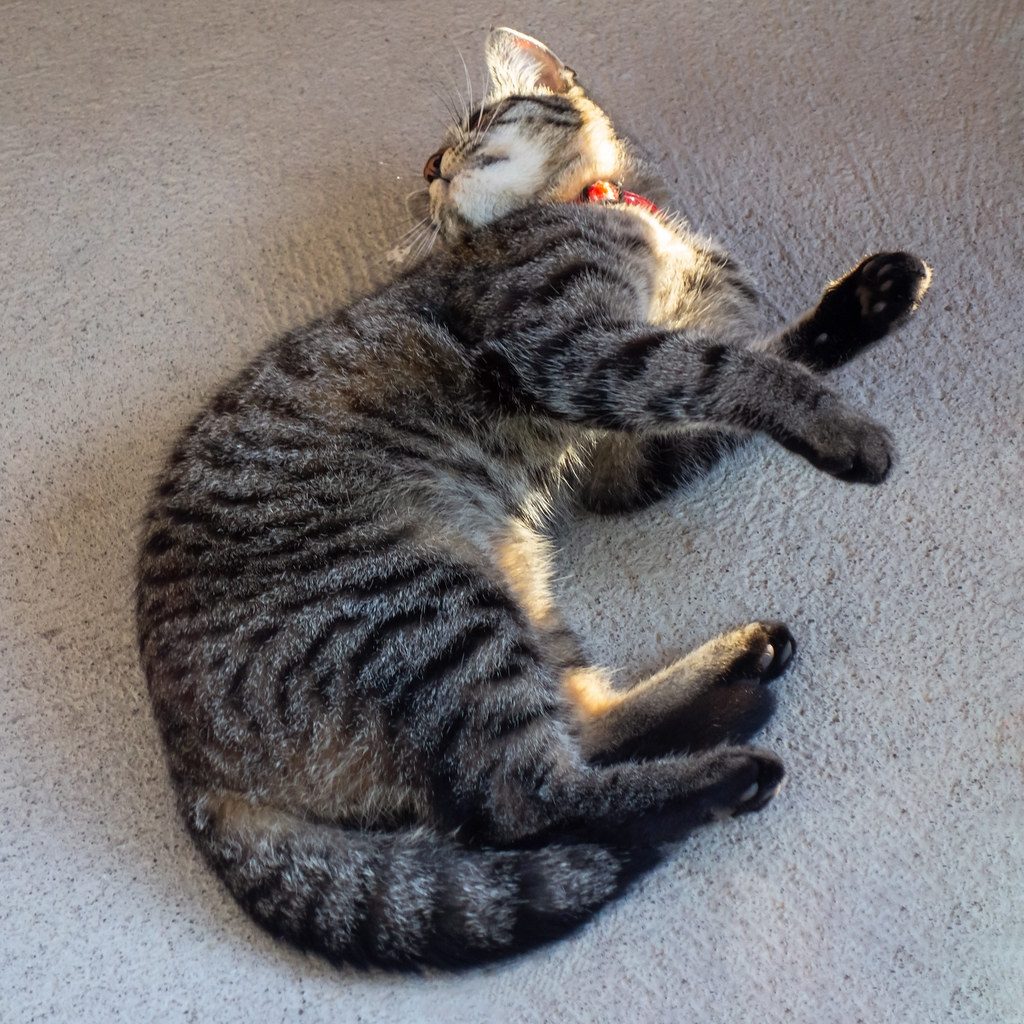 A cat at CrossFurr Indoor Fitness Curtain Climb Conditioning