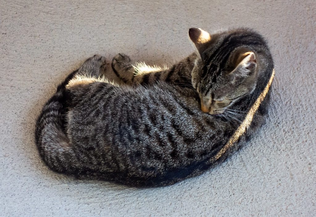 A cat at CrossFurr Indoor Fitness Pounce Precision Lab