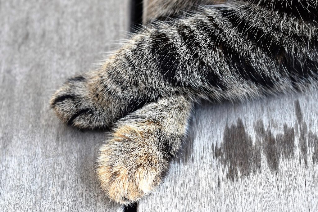A cat at CrossFurr Indoor Fitness Recovery Lounge