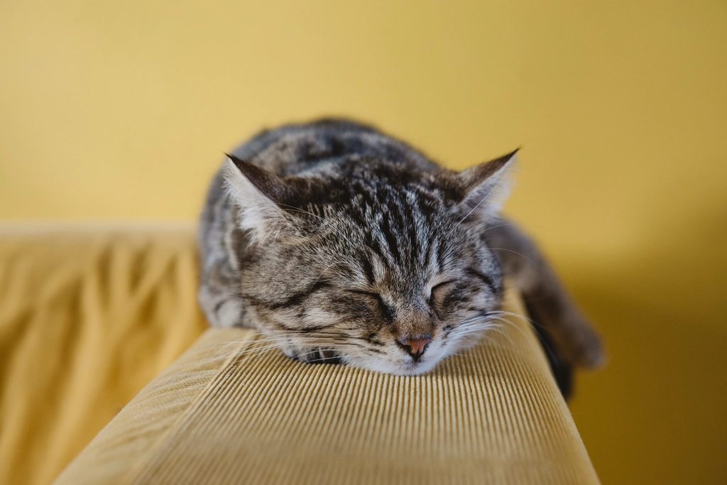 A cat at CrossFurr Indoor Fitness